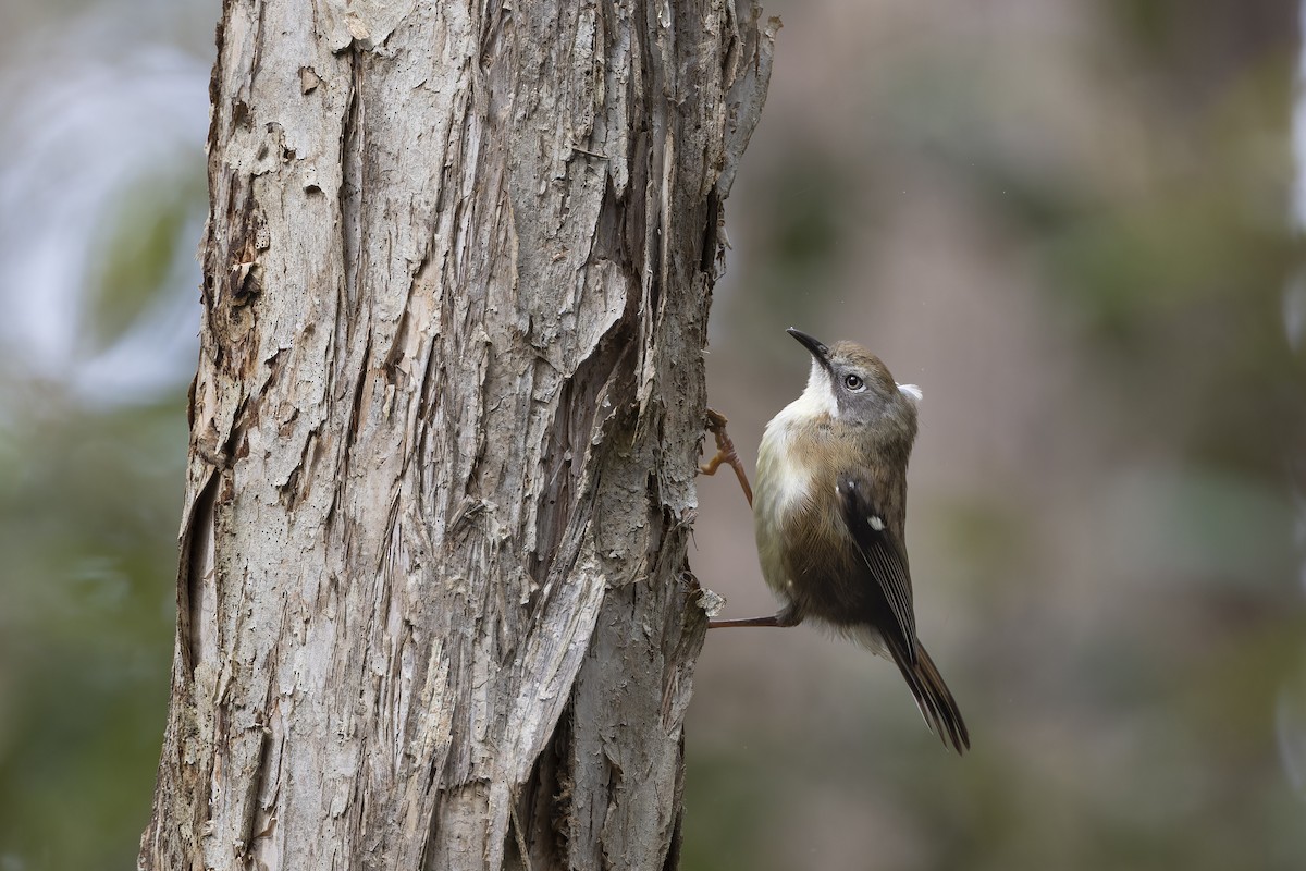 メジロヤブムシクイ - ML643406226