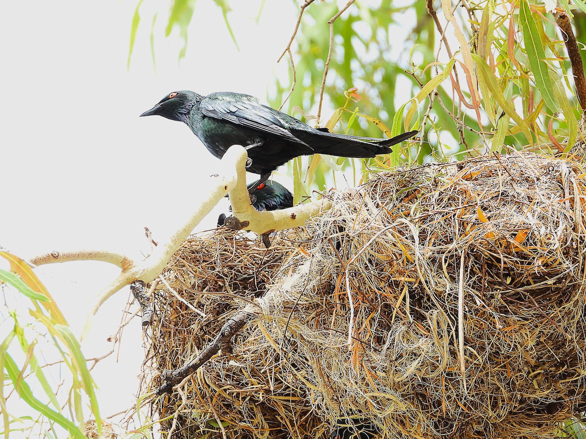 Metallic Starling - ML643406227