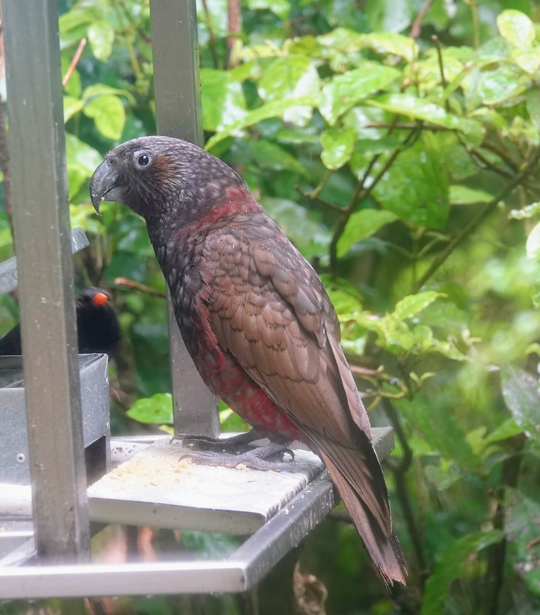 New Zealand Kaka - ML643406228