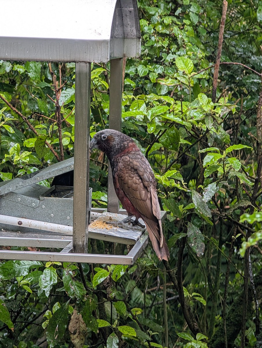 New Zealand Kaka - ML643406229