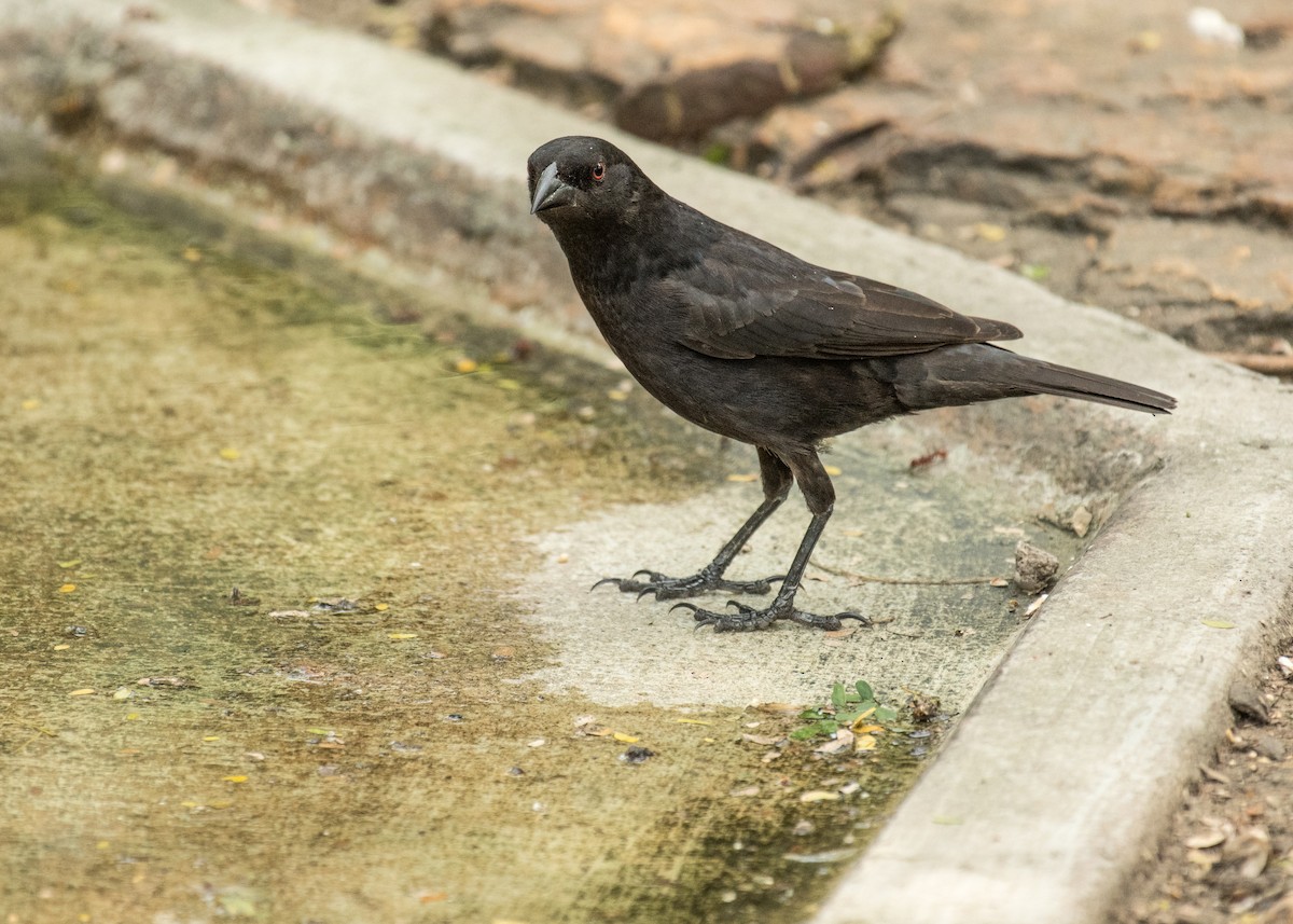 Bronzed Cowbird - ML643406231