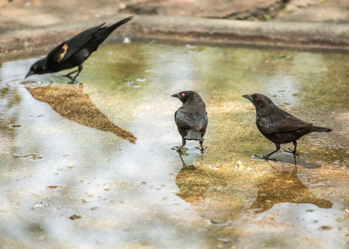 Bronzed Cowbird - ML643406232