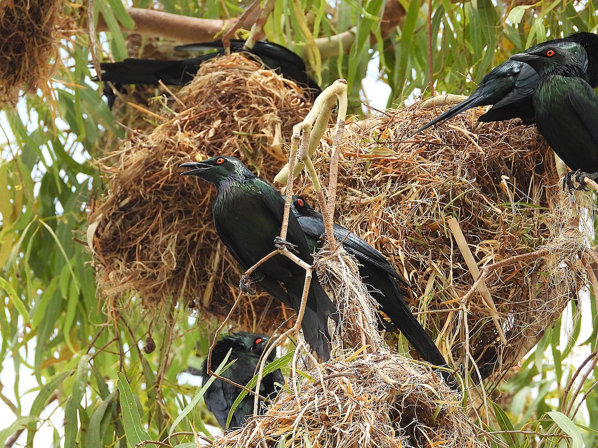 Metallic Starling - ML643406233