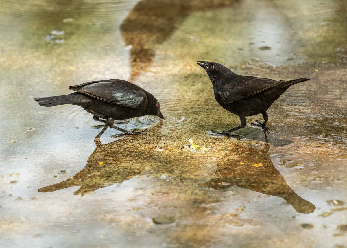 Bronzed Cowbird - ML643406234