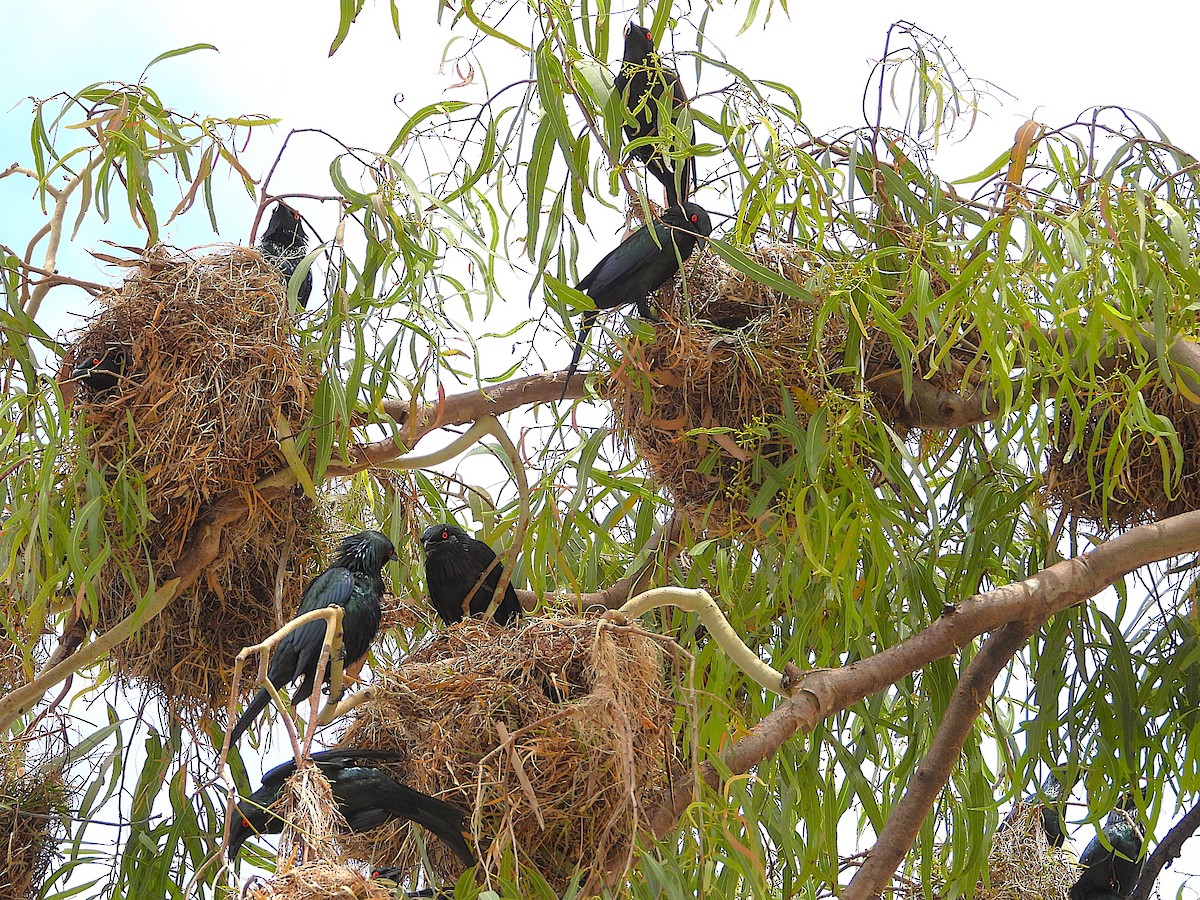 Metallic Starling - ML643406244