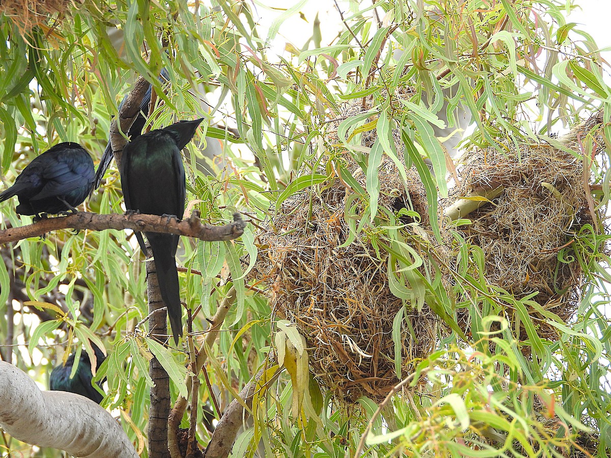 Metallic Starling - ML643406247
