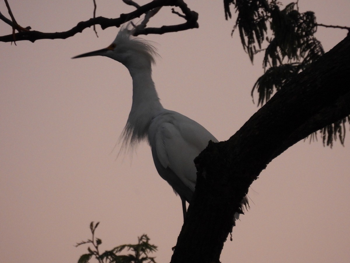 Snowy Egret - ML643406249
