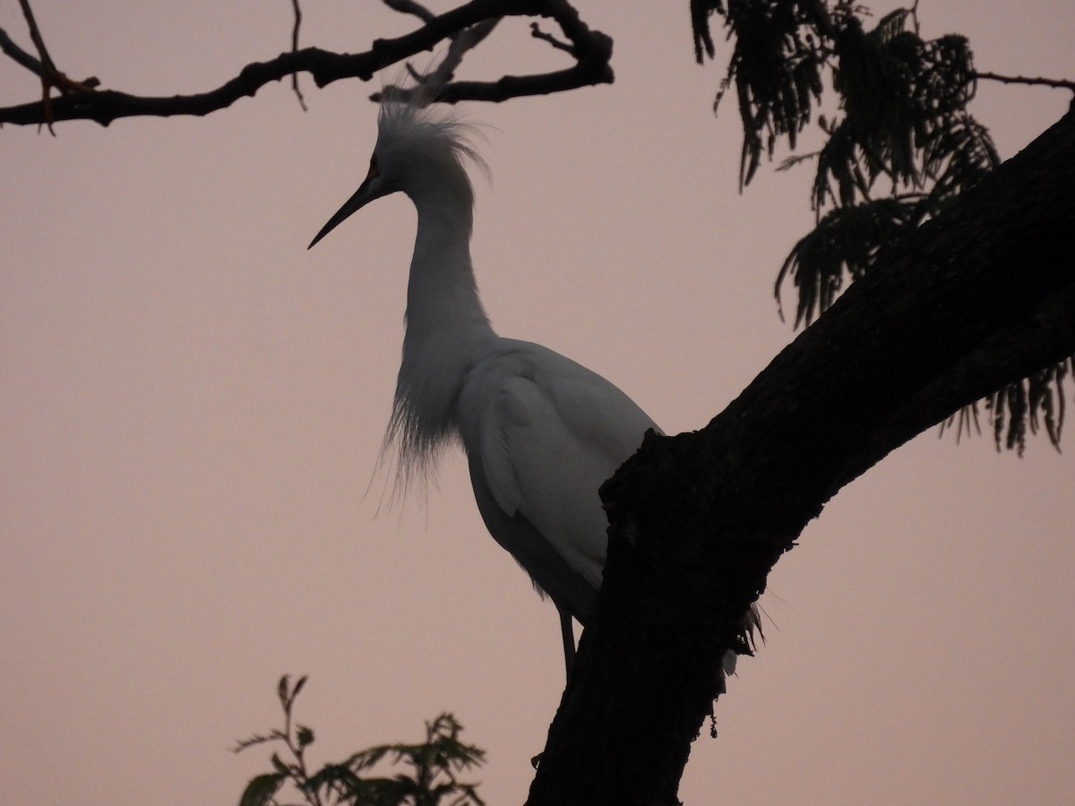Snowy Egret - ML643406250