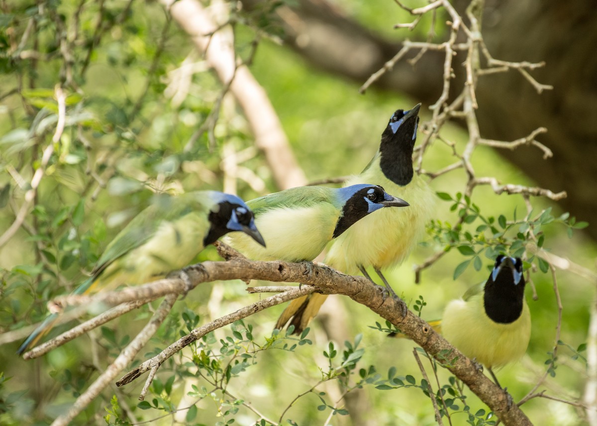 Green Jay - ML643406251
