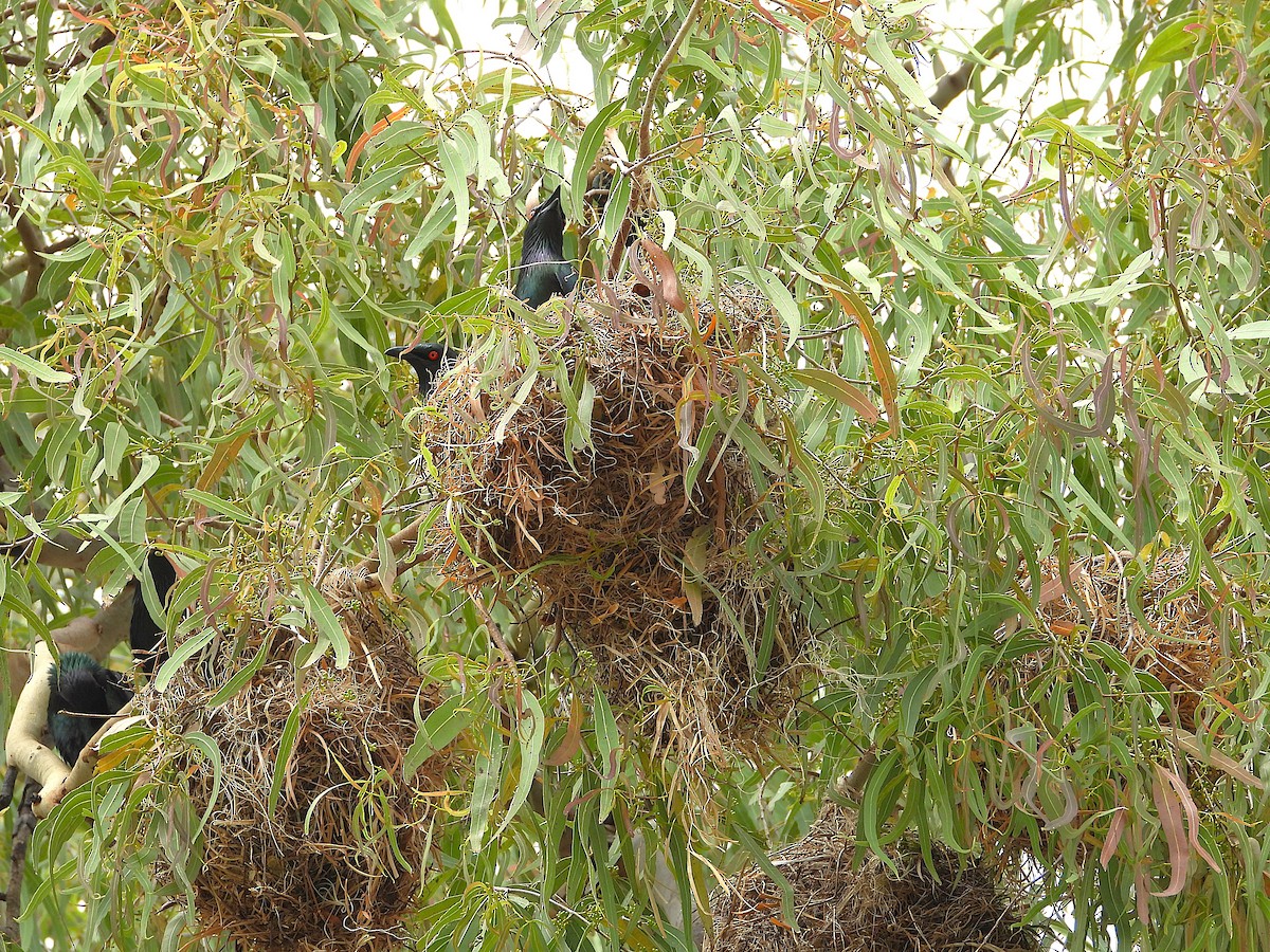 Metallic Starling - ML643406255