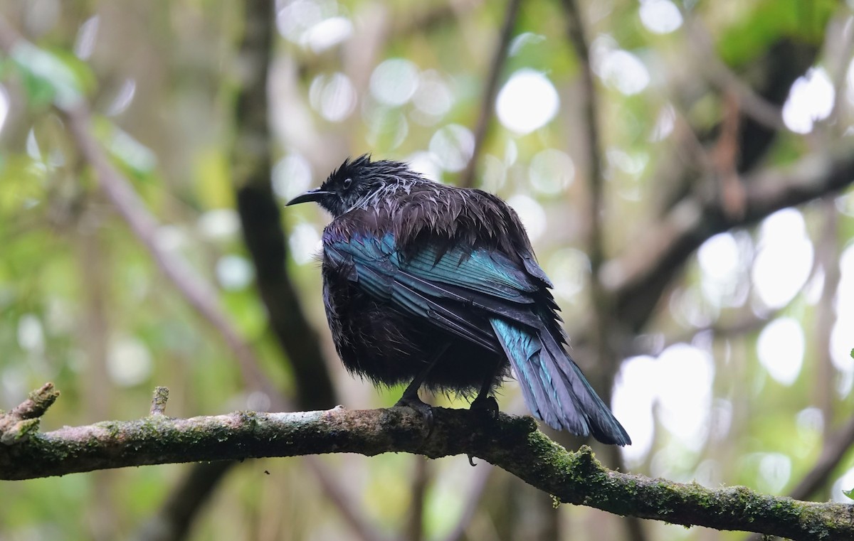 Tui - ML643406256