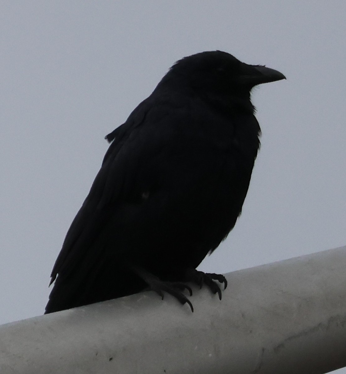 Fish Crow - ML643406259