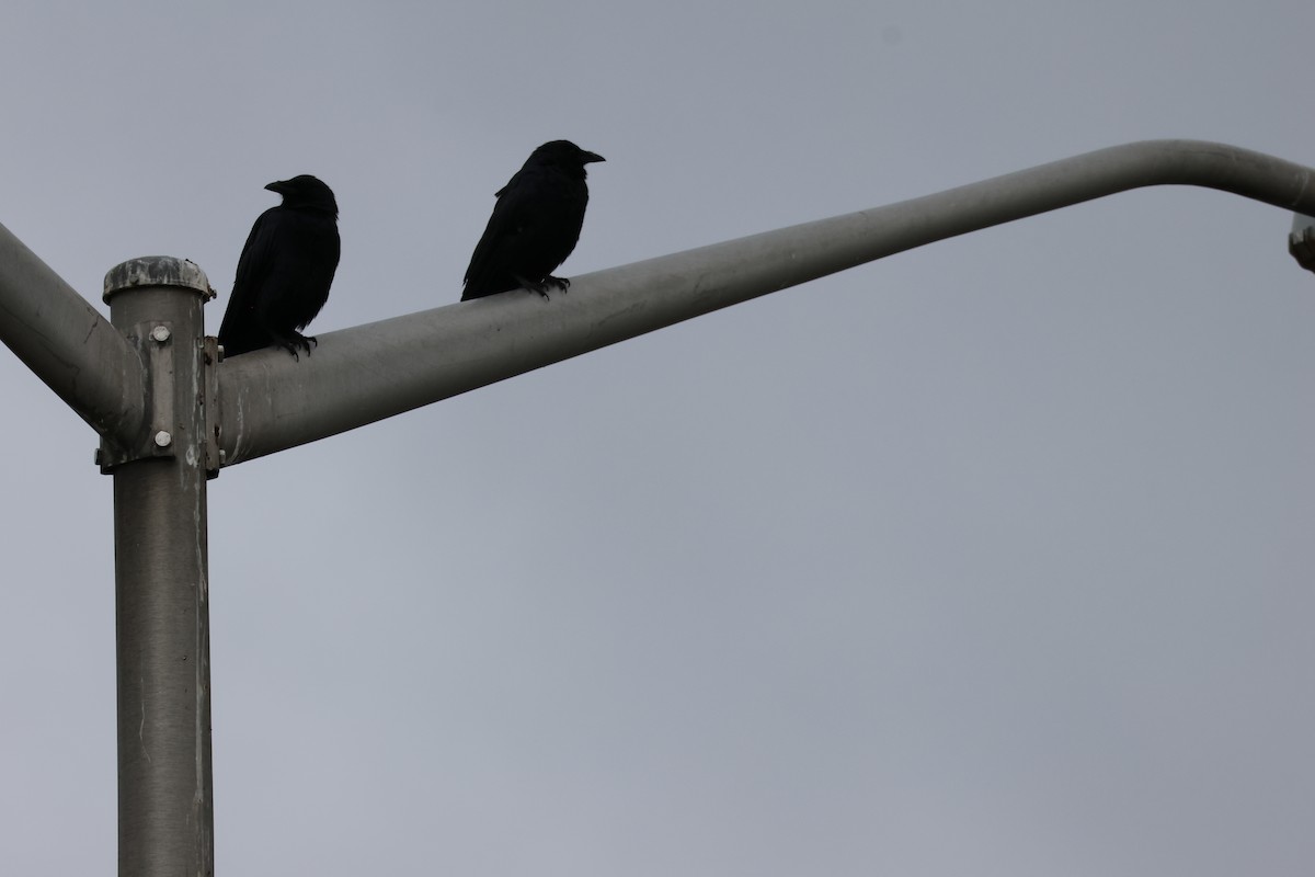 Fish Crow - ML643406260