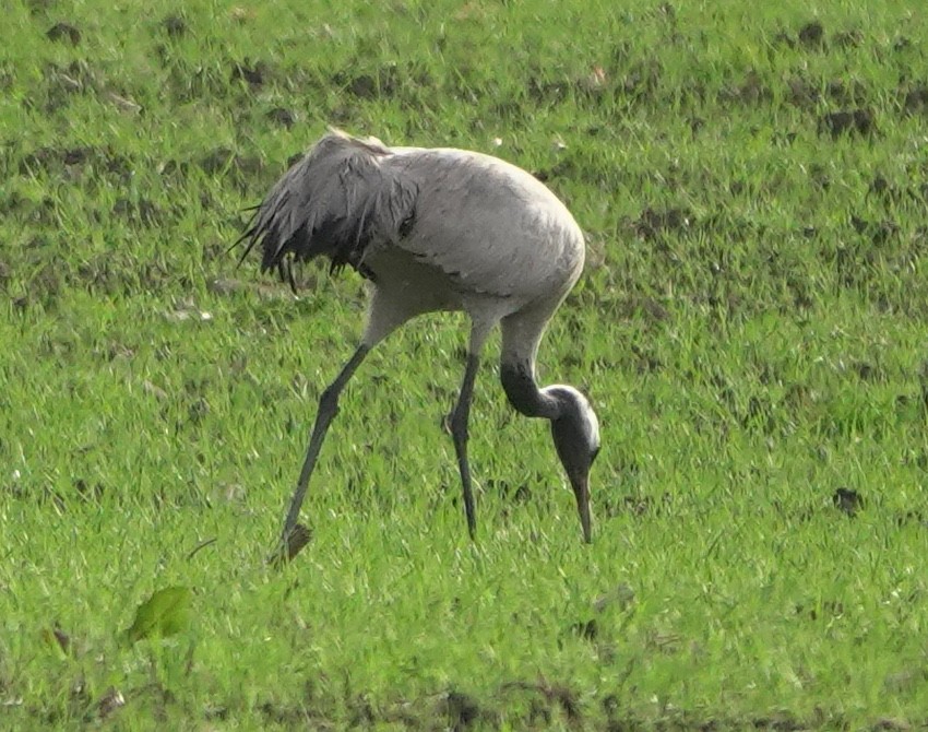 Kranich - ML643406261