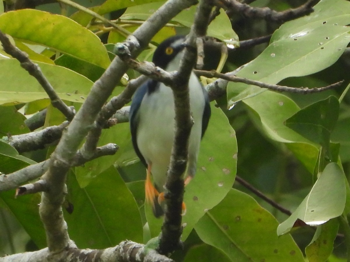 Hooded Tanager - ML643406263