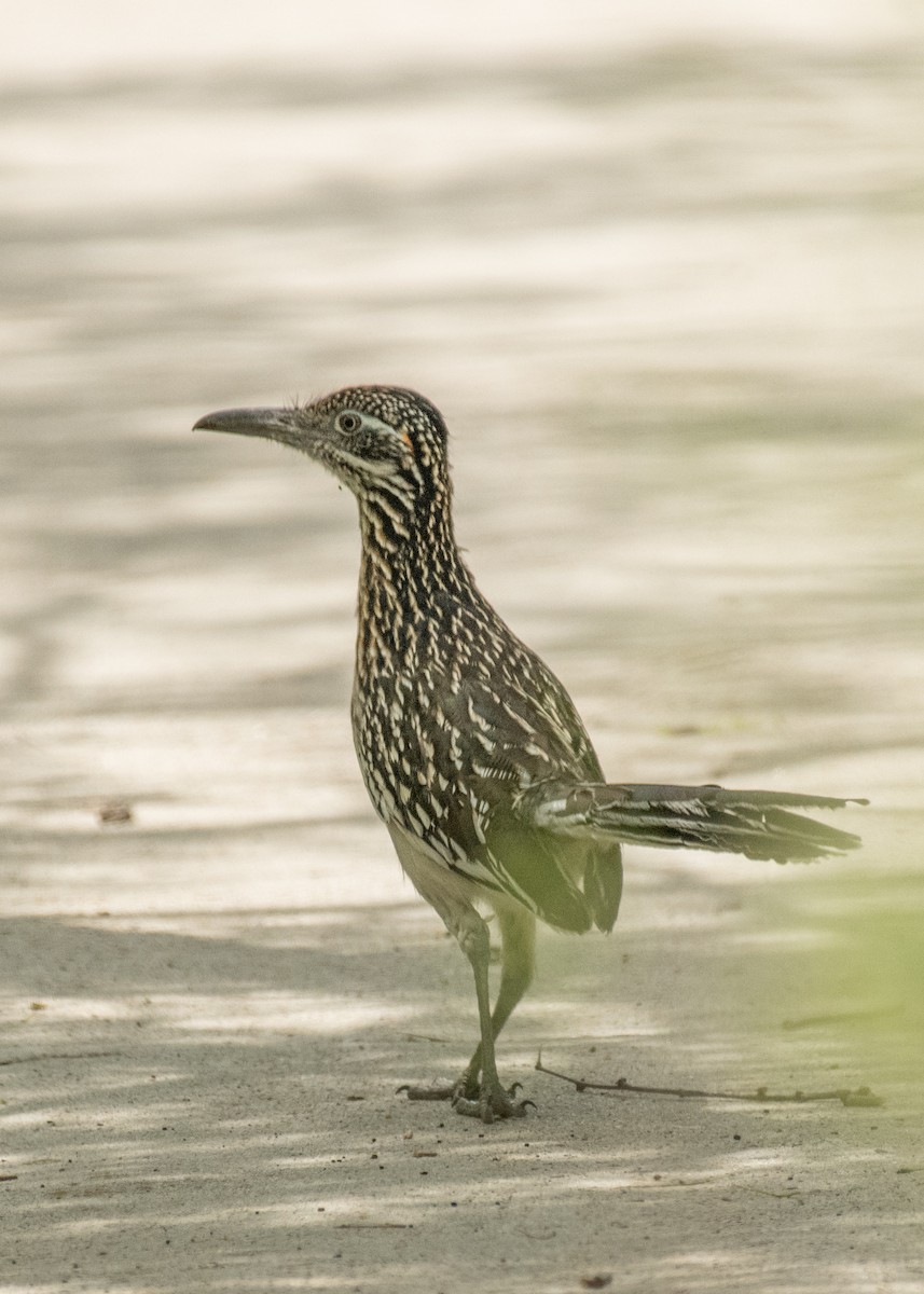 Greater Roadrunner - ML643406265