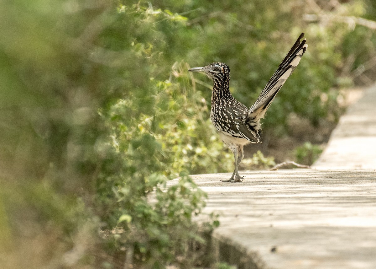 Greater Roadrunner - ML643406267