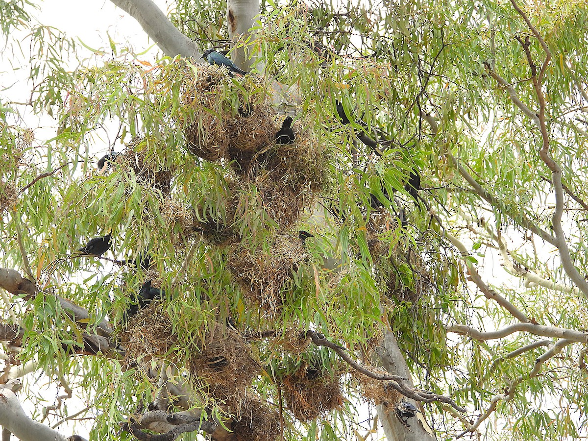 Metallic Starling - ML643406269