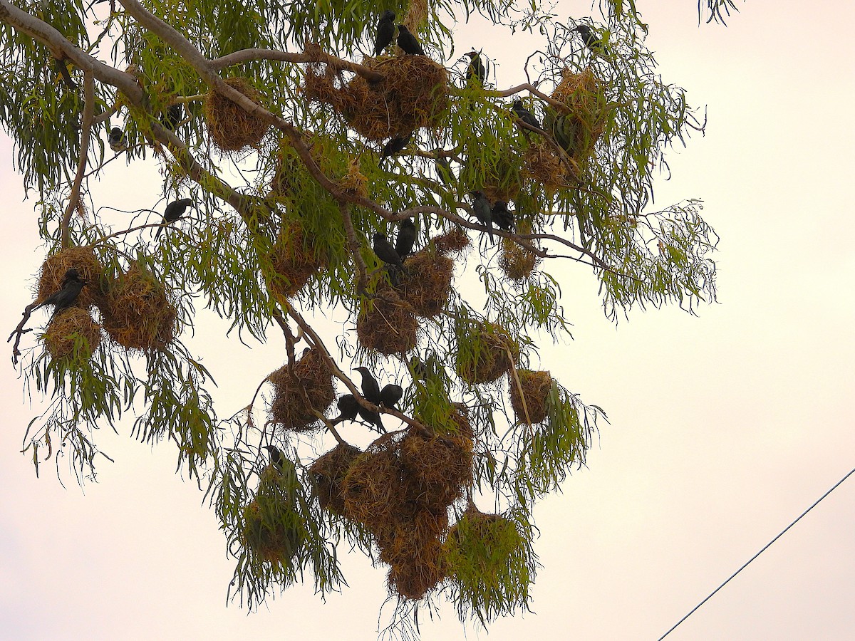 Metallic Starling - ML643406272