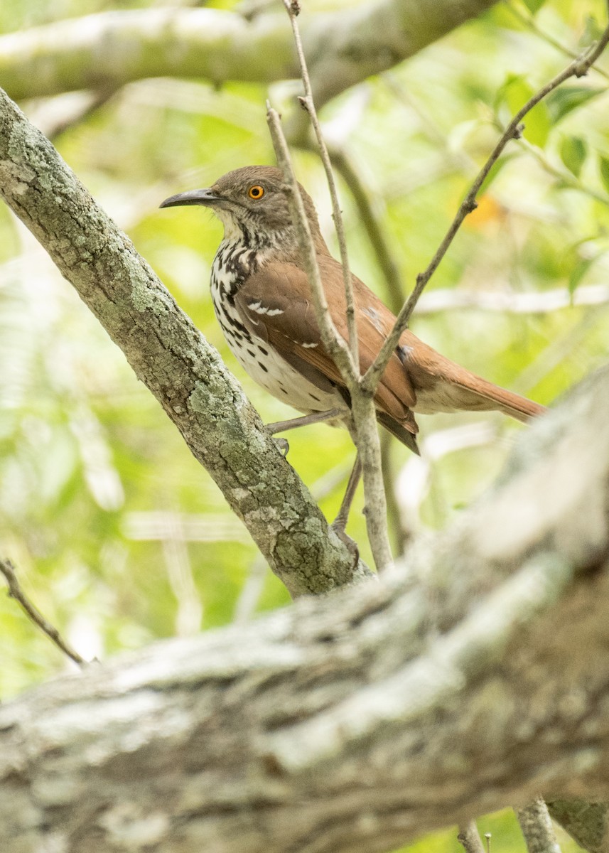 Long-billed Thrasher - ML643406277