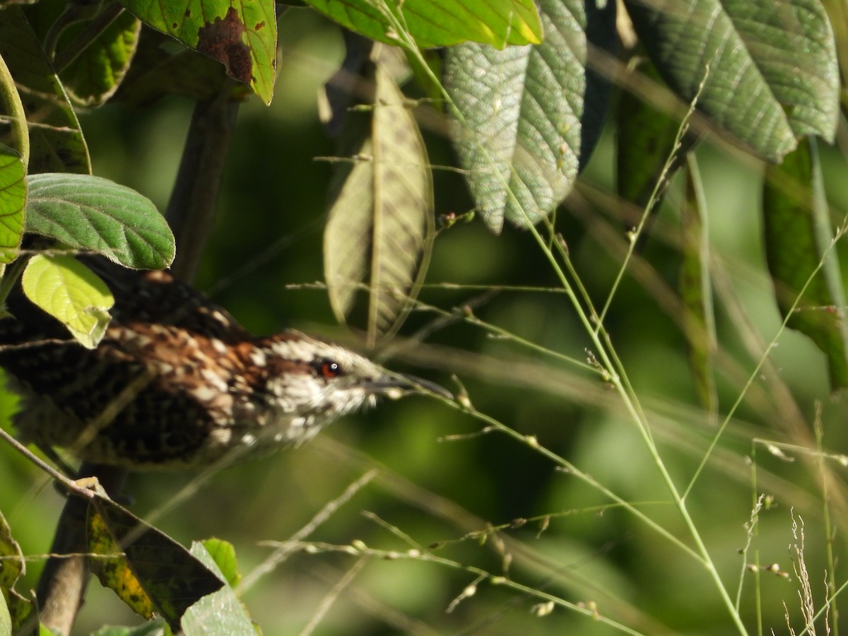 Veracruz Wren - ML643406278