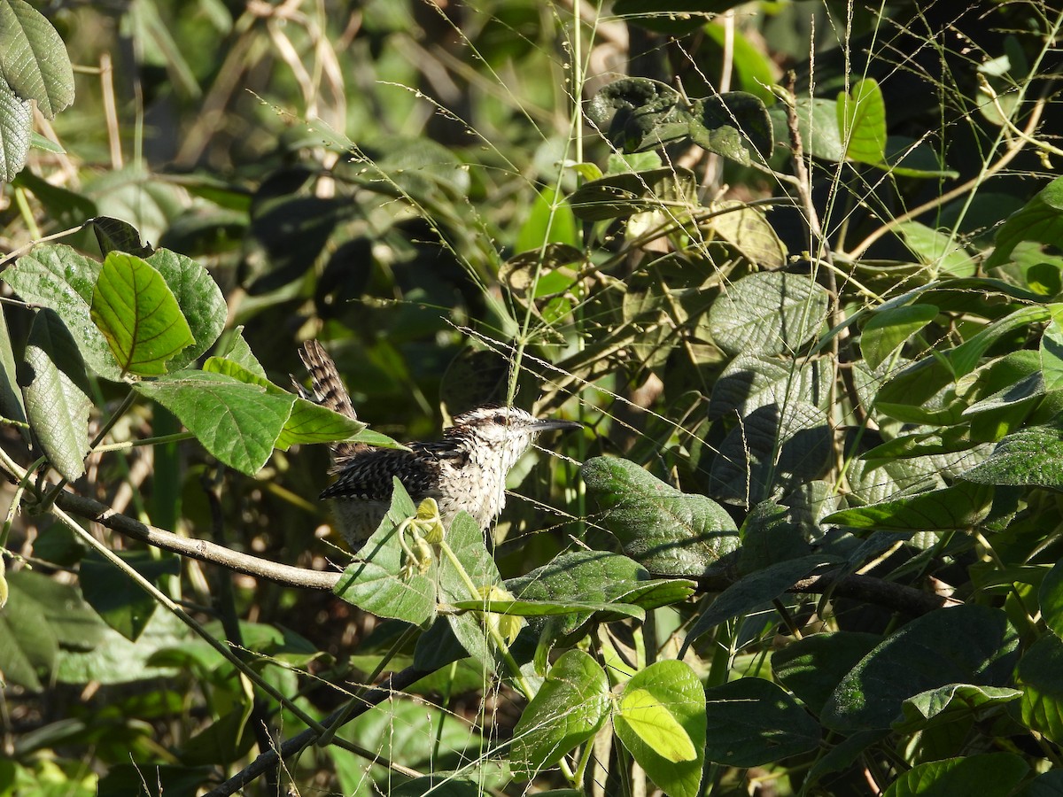 Veracruz Wren - ML643406279