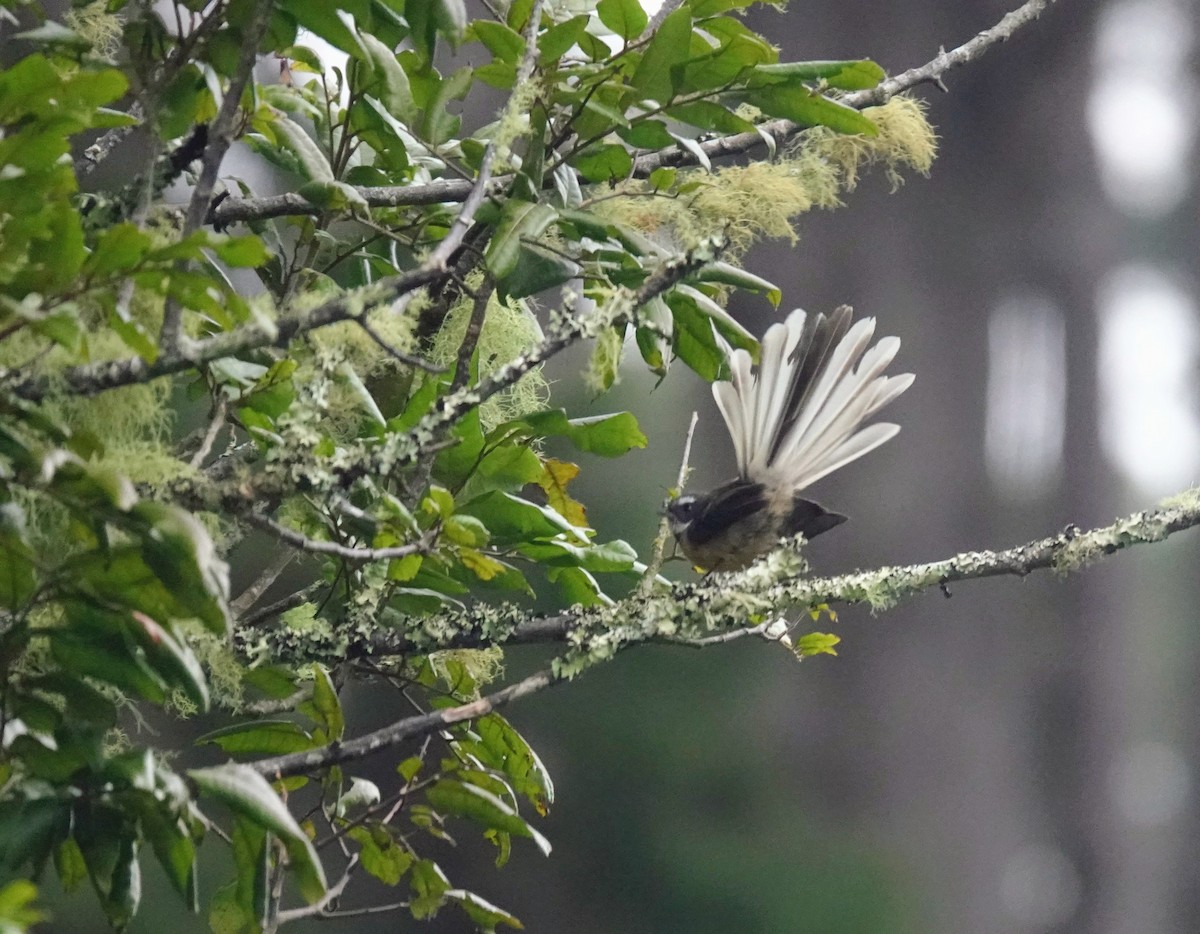 New Zealand Fantail - ML643406288