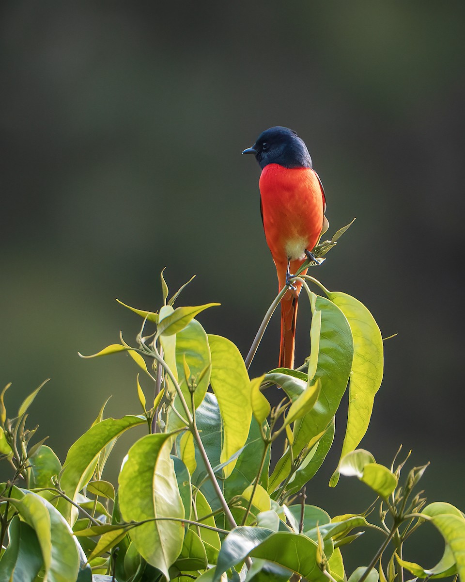 Long-tailed Minivet - ML643406291