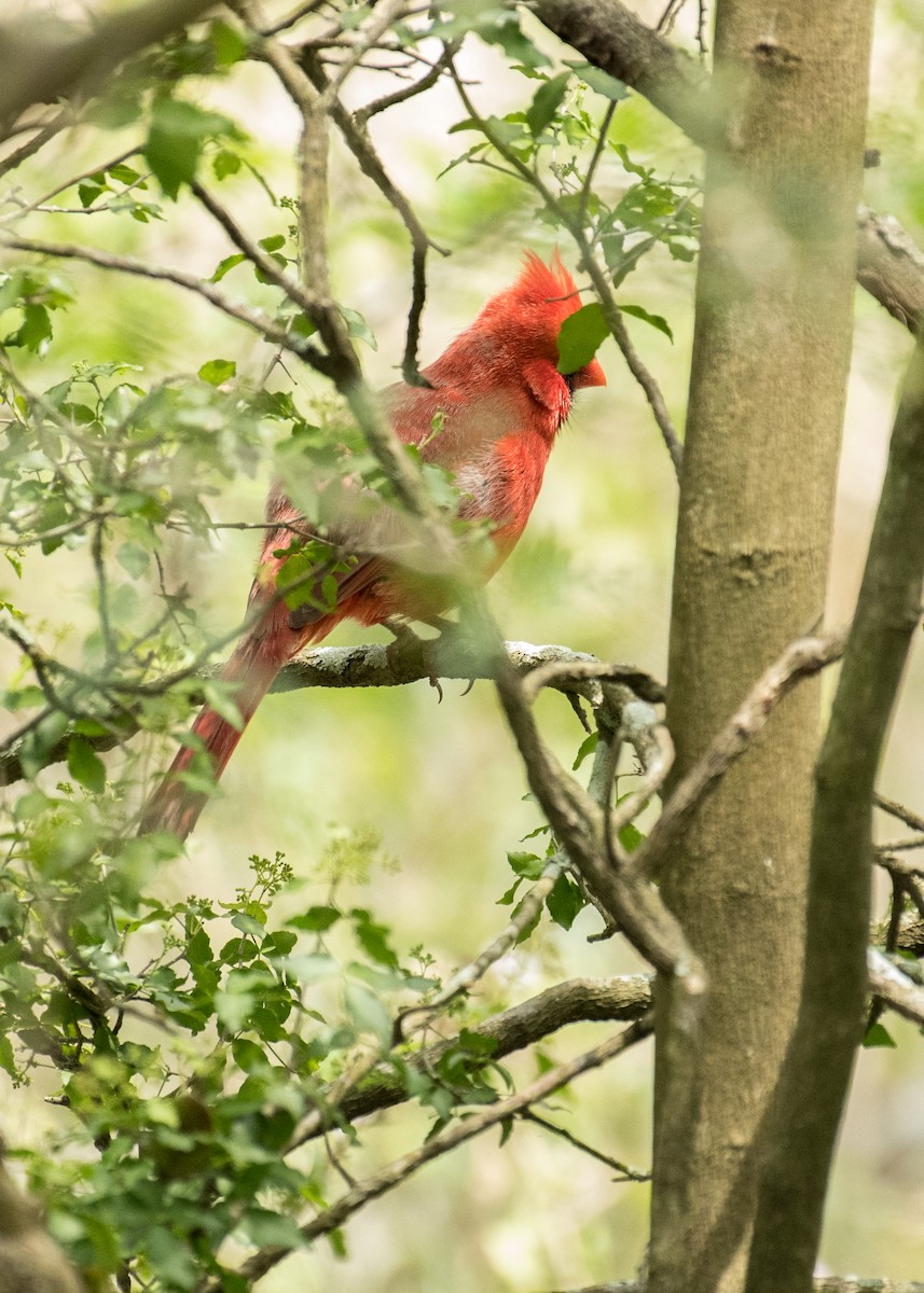 Northern Cardinal - ML643406322