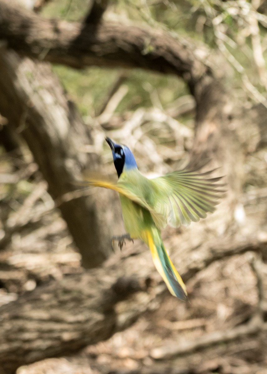 Green Jay - ML643406336
