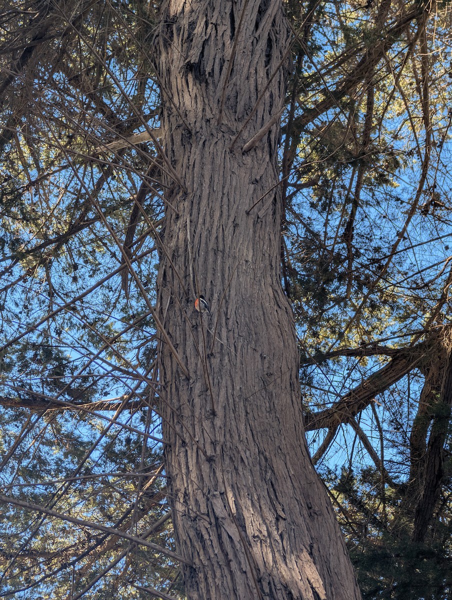 Scarlet Robin - ML643406341