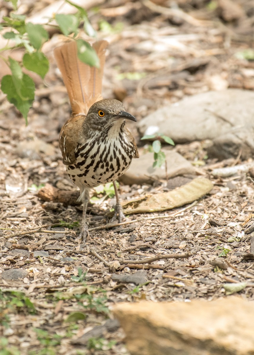 Long-billed Thrasher - ML643406344