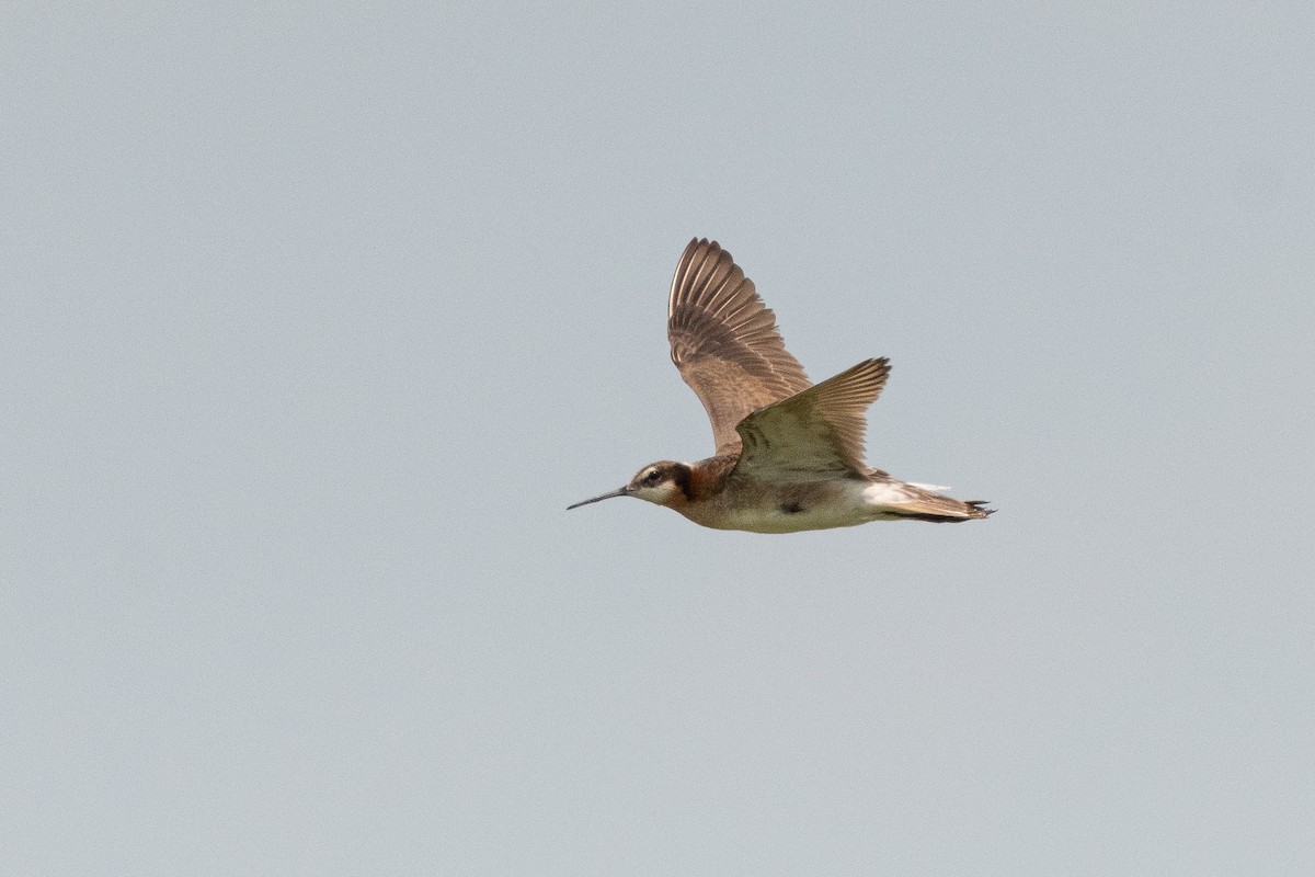 Phalarope de Wilson - ML643406347