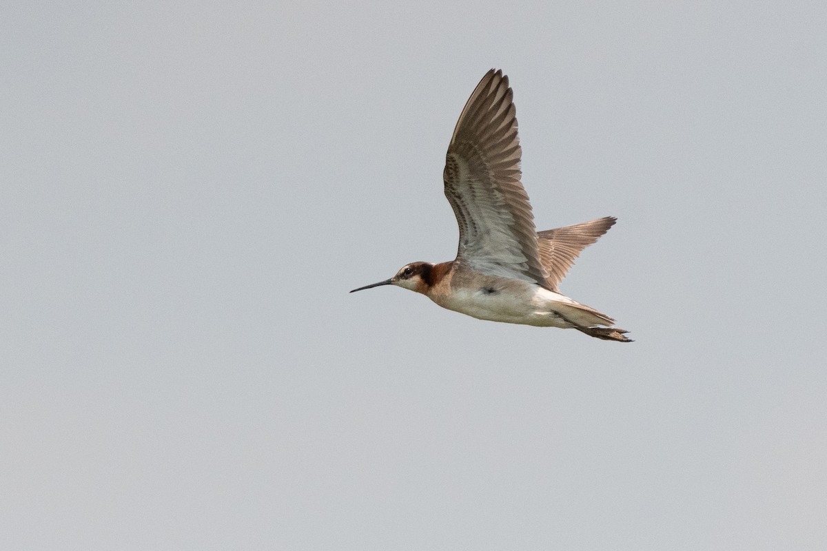Phalarope de Wilson - ML643406348