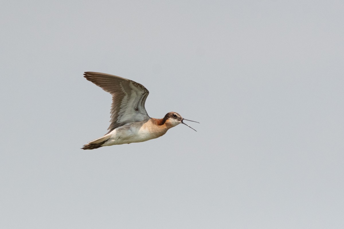 Phalarope de Wilson - ML643406349
