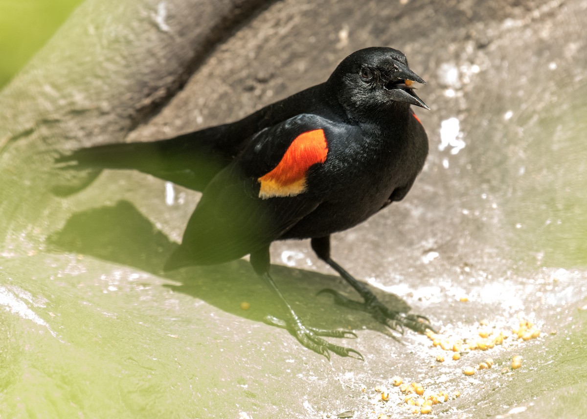 Red-winged Blackbird - ML643406355