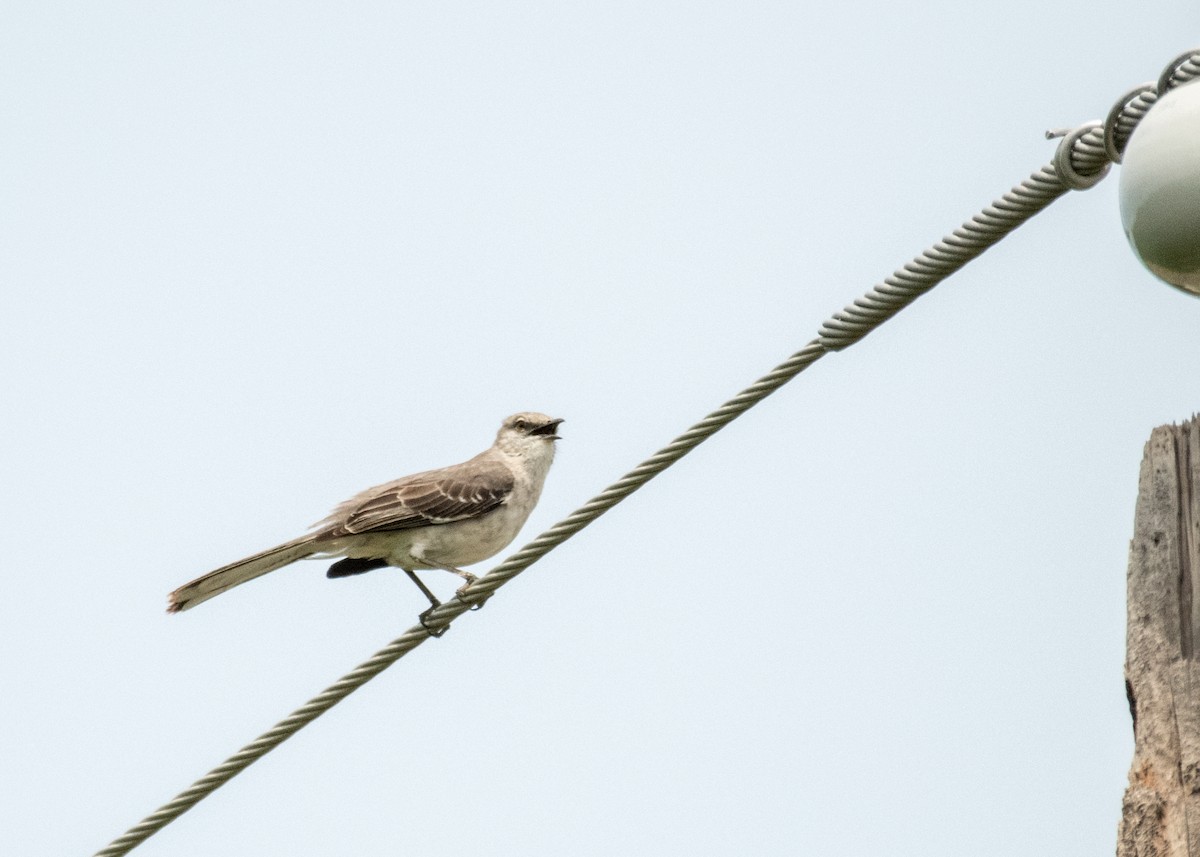 Northern Mockingbird - ML643406367