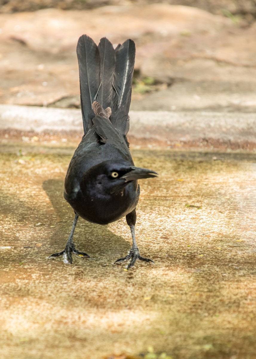 Great-tailed Grackle - ML643406372