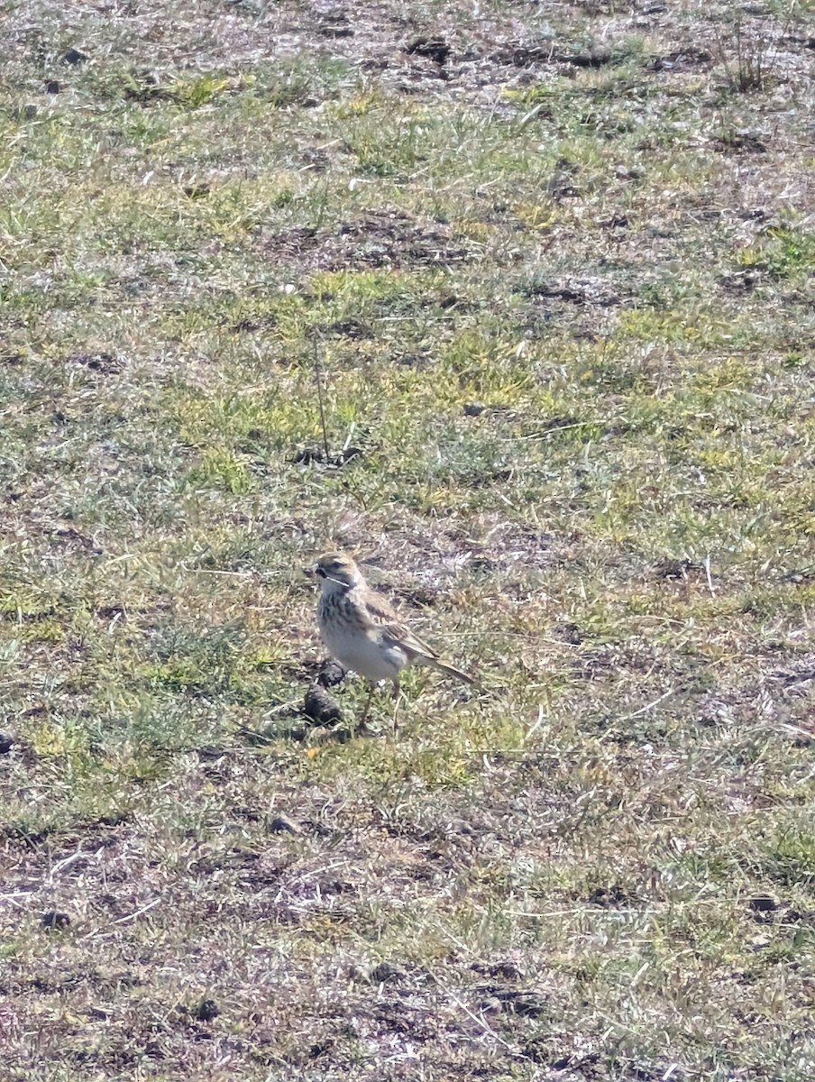 Australian Pipit - ML643406382
