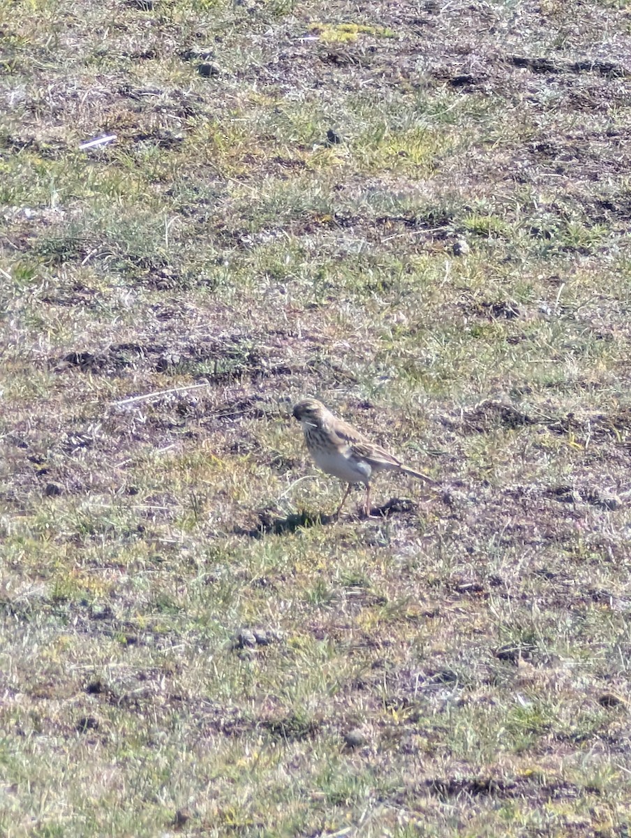 Australian Pipit - ML643406383