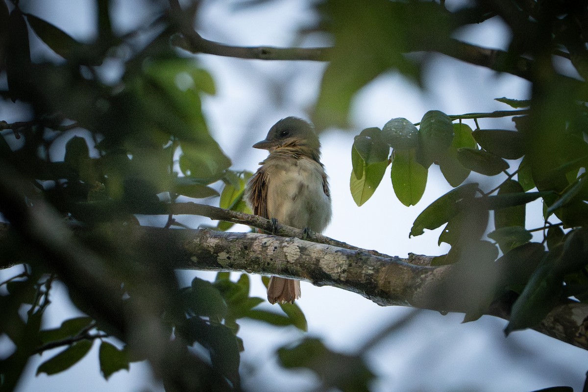 Rose-throated Becard - ML643406389