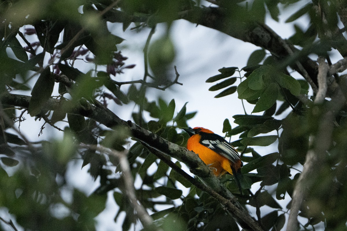 Altamira Oriole - ML643406394