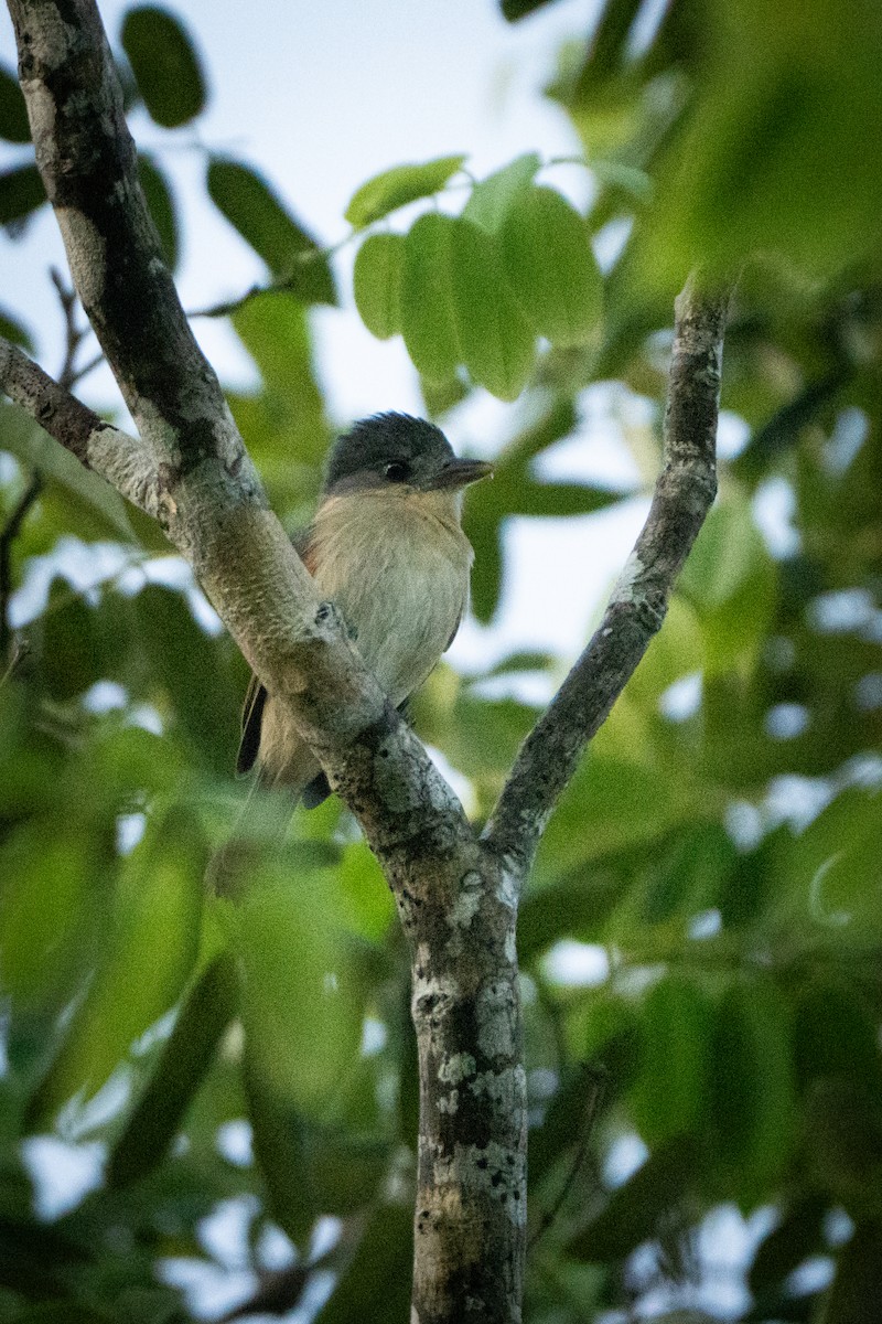 Rose-throated Becard - ML643406396