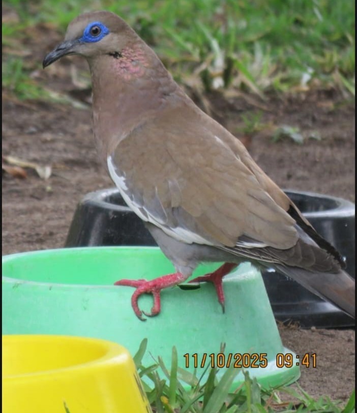 West Peruvian Dove - ML643406410