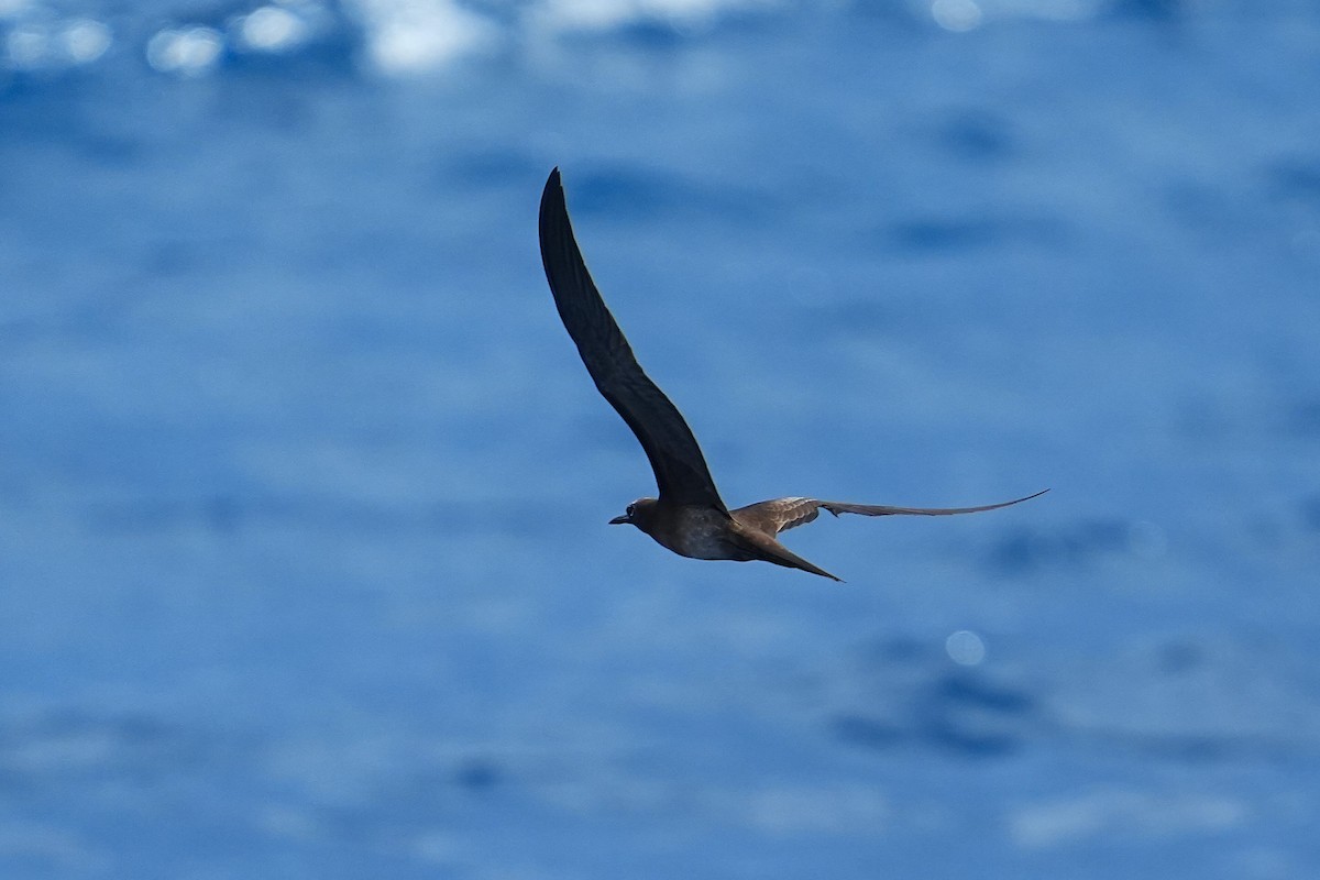 Brown Noddy - ML643406441