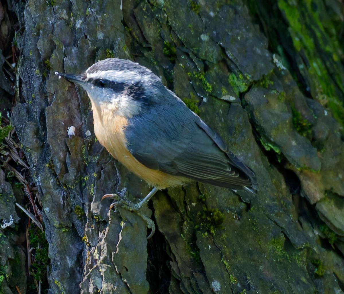 Red-breasted Nuthatch - ML643406446