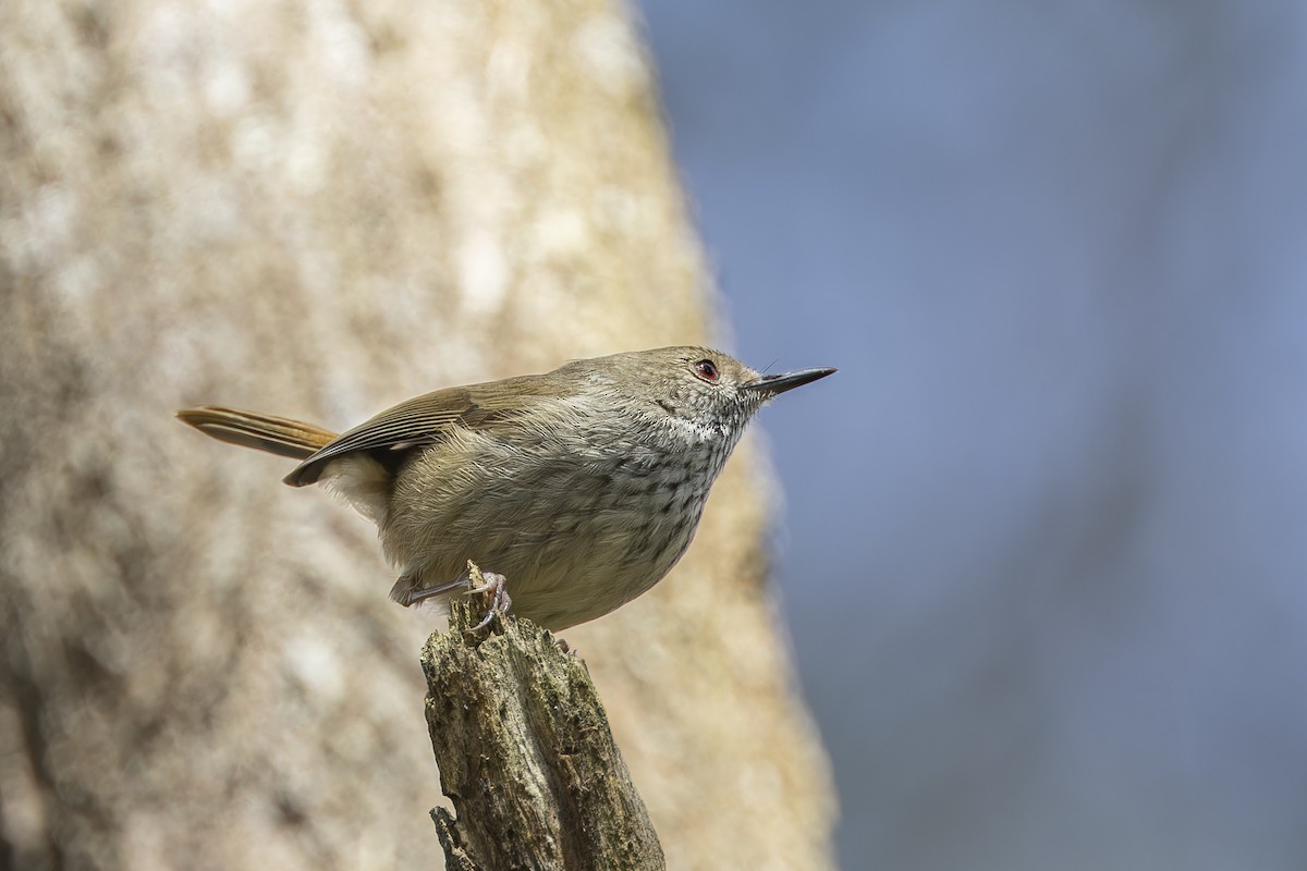 チャイロトゲハシムシクイ - ML643406447