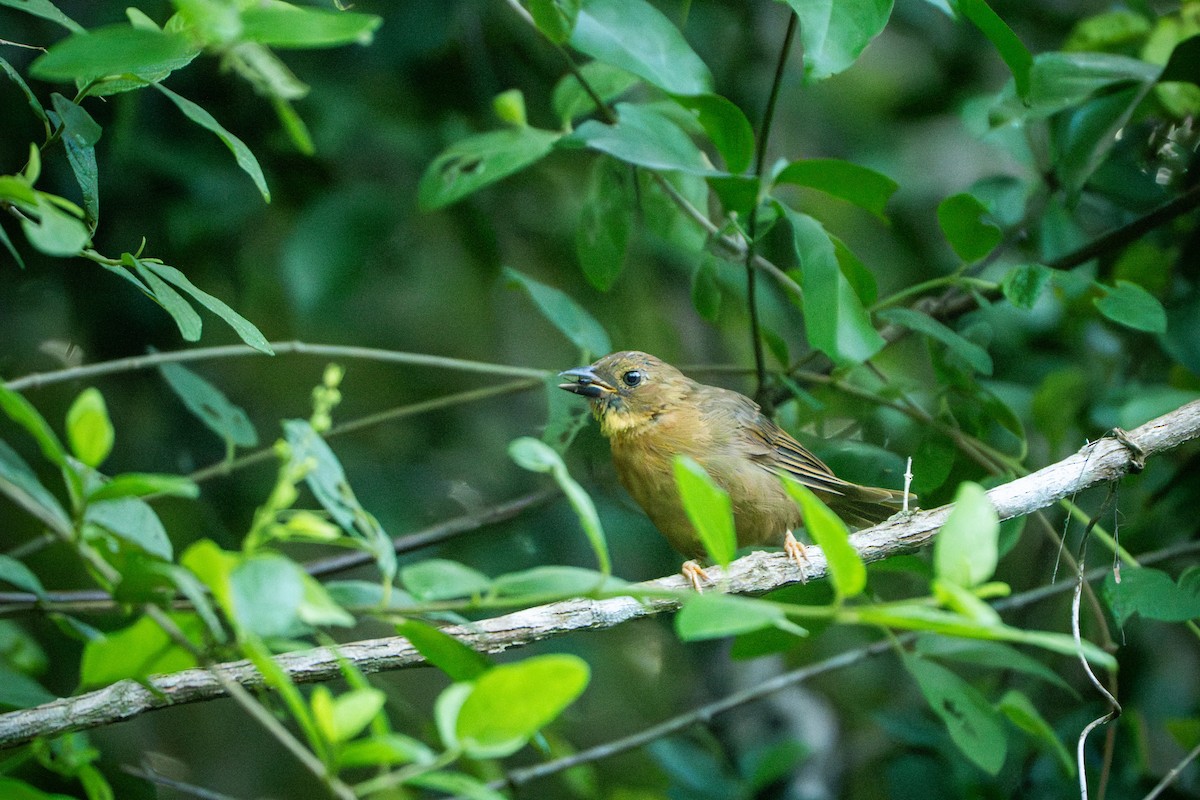 Red-throated Ant-Tanager - ML643406448