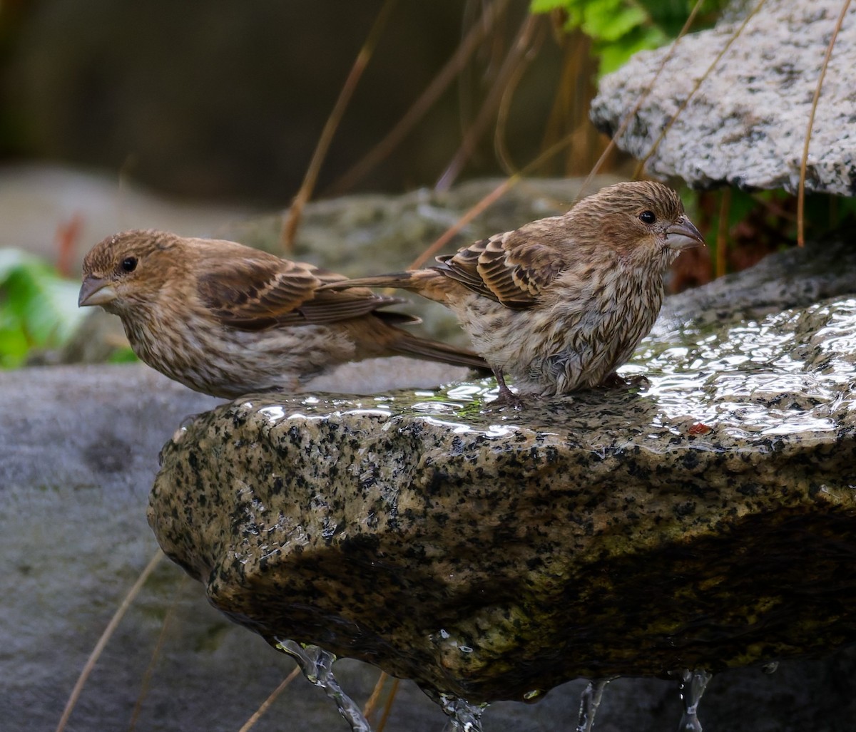 House Finch - ML643406454