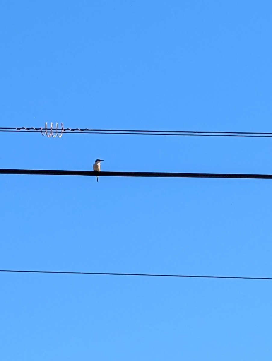 Sacred Kingfisher - ML643406459